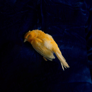 动漫美女做爱视频网站在线观看免费
